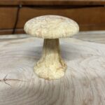 Mushrooms by Doug Ricketts